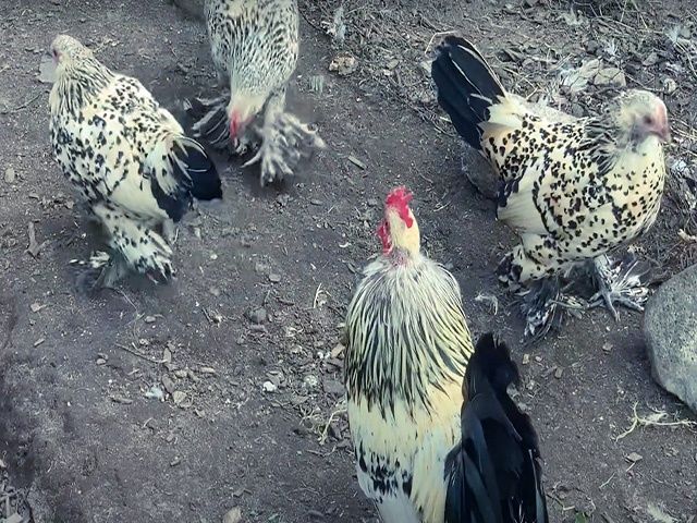 Яйце на інкубацію від породистих курей. Шабо мармуровий, спліш, лимон.