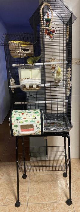 Cedencia de aves mais gaiola