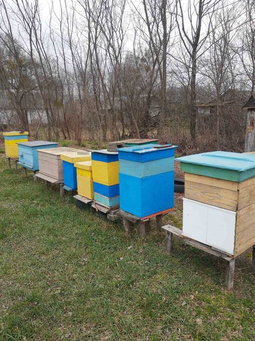 Продам бджолосім'ї
