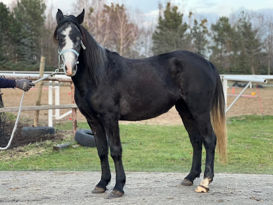 Klacz C grupa 4lata 140cm