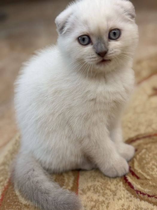 котята шотландские