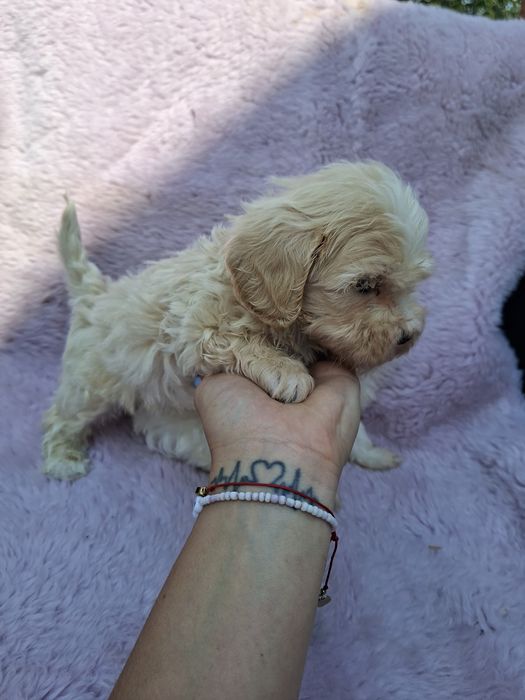 Piesek Maltipoo    .