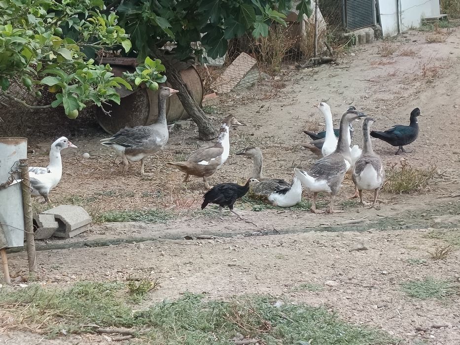 Vendo patos mudos