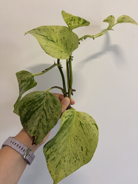 epipremnum marble queen cięte sadzonki