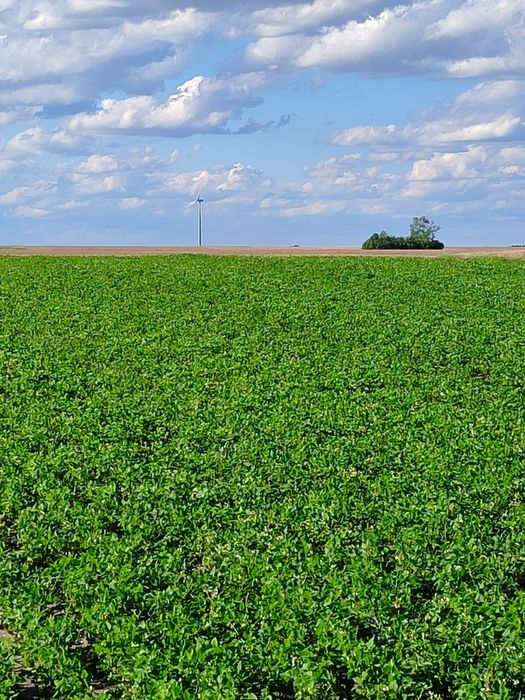Fasola Jaś karłowy  blanka