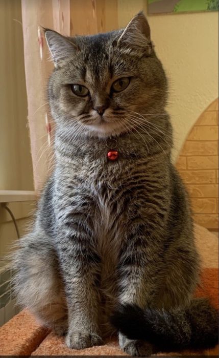 Шотландське кошеня