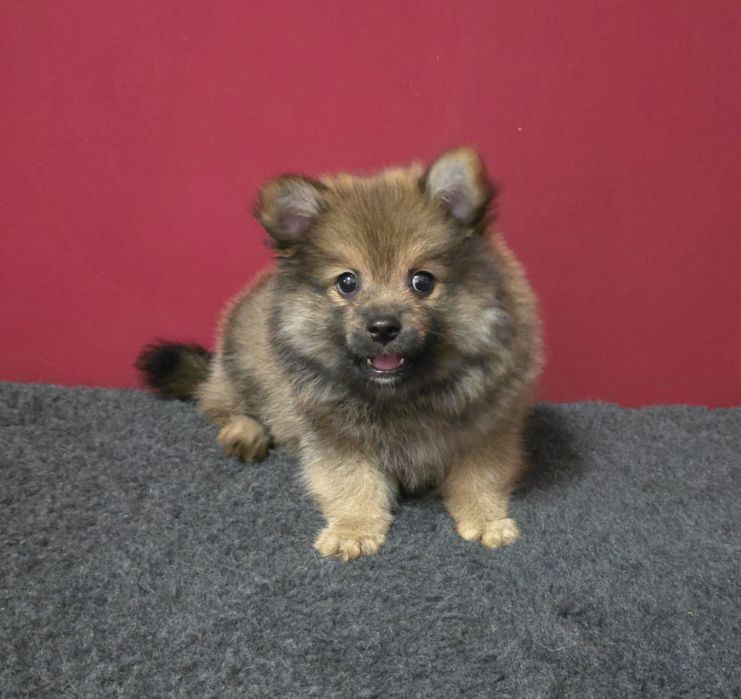 Spitz alemão anão