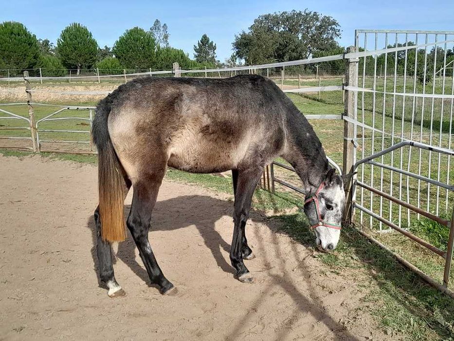Linda poldra PSL Lusitana Pura