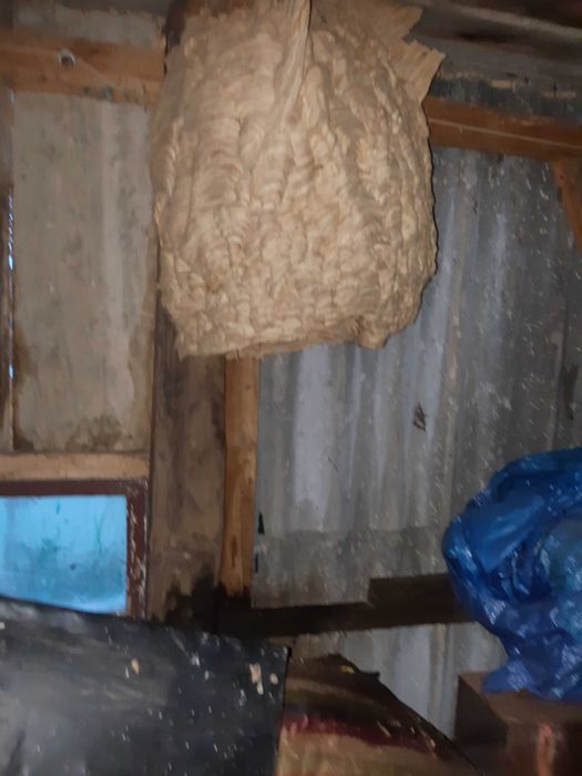 Usuwanie zwalczanie gniazd kokonów os i szerszeni