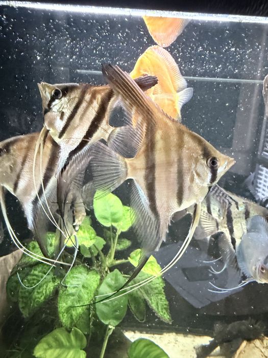 Skalary dorosle Rio naray, oraz mlode manacaparu