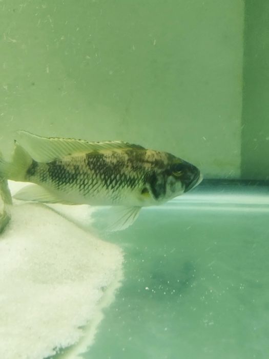 Lepidiolamprologus lemairi sibwesa f1