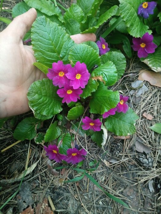 Примула садова поділки