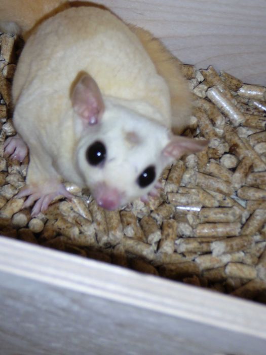 Lotopałanka karłowata Silver, Platinum, Leucistic lotopałanki parka