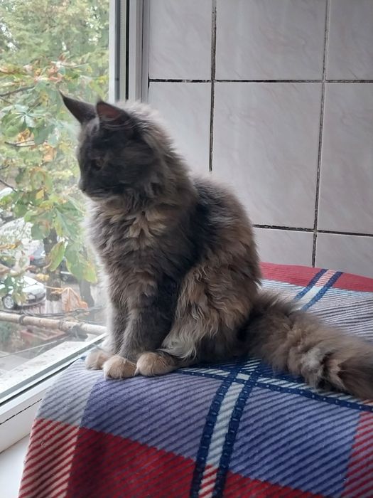 МЕЙН -КУН  котята