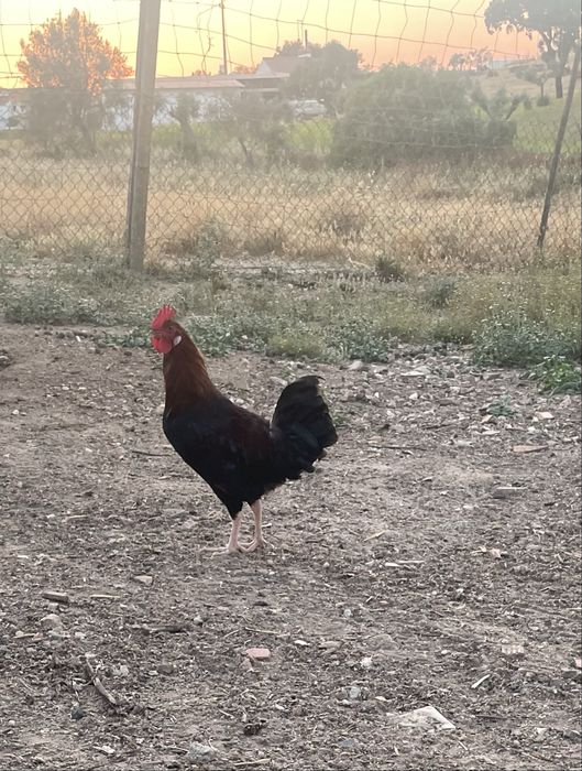 Frangos para engorda