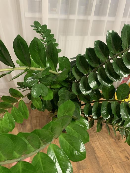 Заміокулькас продам