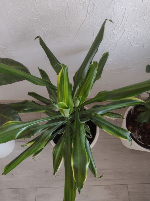 Dracena - juka. Kwiatek doniczkowy