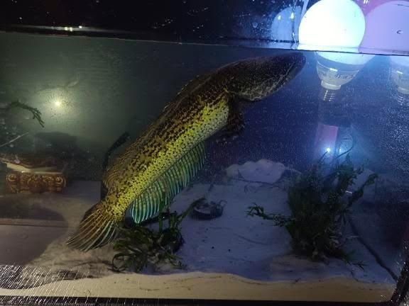 Akwarium 120x60x80+filtr AQUA NOVA NCF-1500