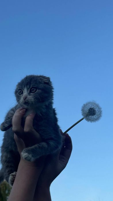 висловухе кошеня хлопчик