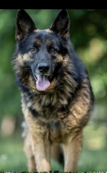 Piesek okolo 5 lat