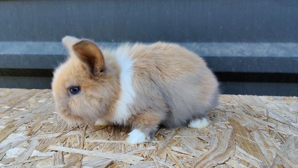 Malutkie Króliczki MINI LOP odrobaczone zaszczepione