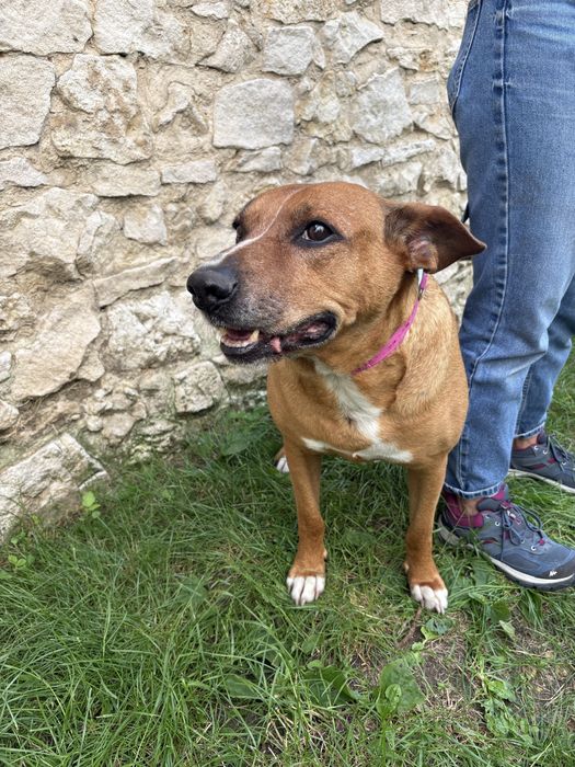 Oddam za darmo pieska