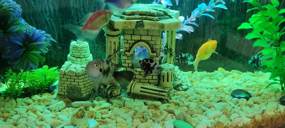 Акваріум+тумба+фільтра+ рибки