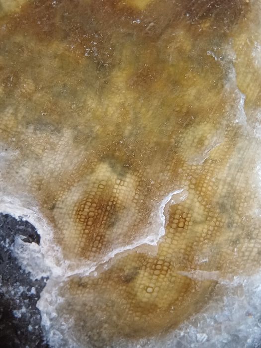 Skamieniale drzewo z Gor Kaczawskich.