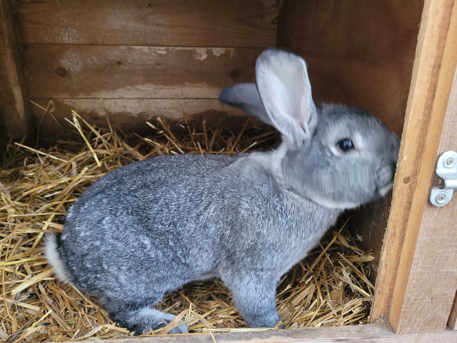 Król królik szynszyl wielki samiec