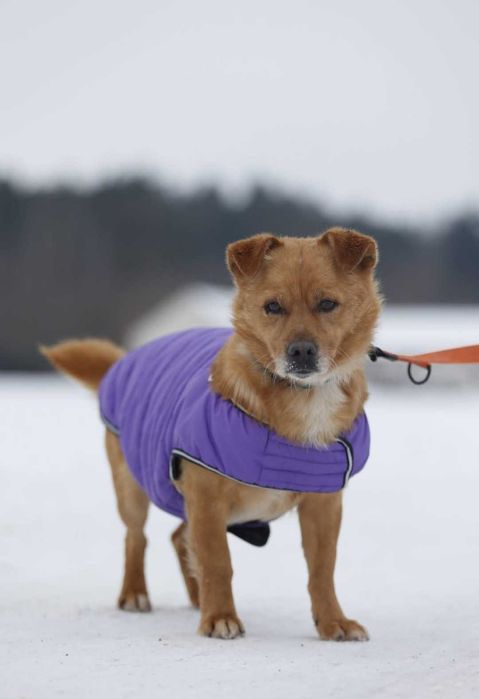 Malik- piękny psiak szuka domu