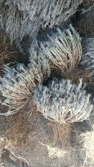 Лаванда. Саджанці лаванди. Супер пропозиція