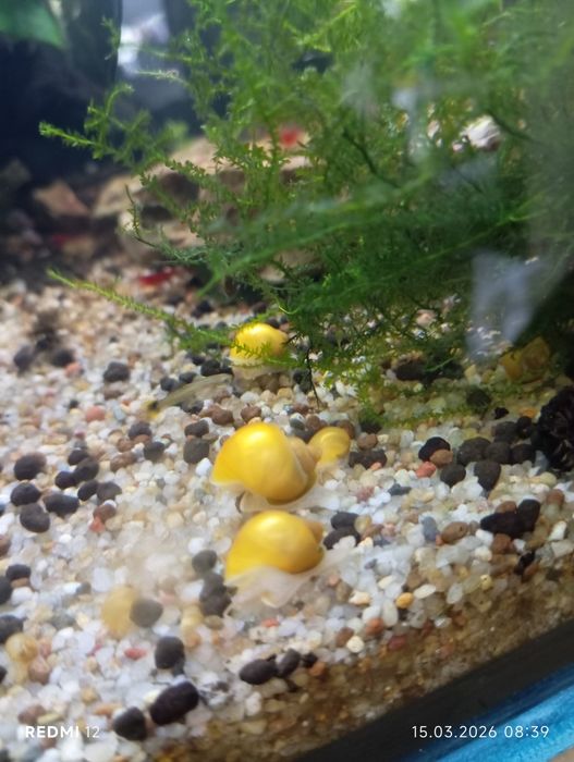 Młode żółte ślimaki