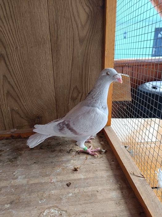 Gołębie staropolskie