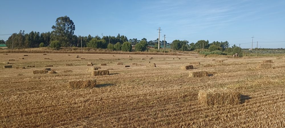 Feno de azevem palha