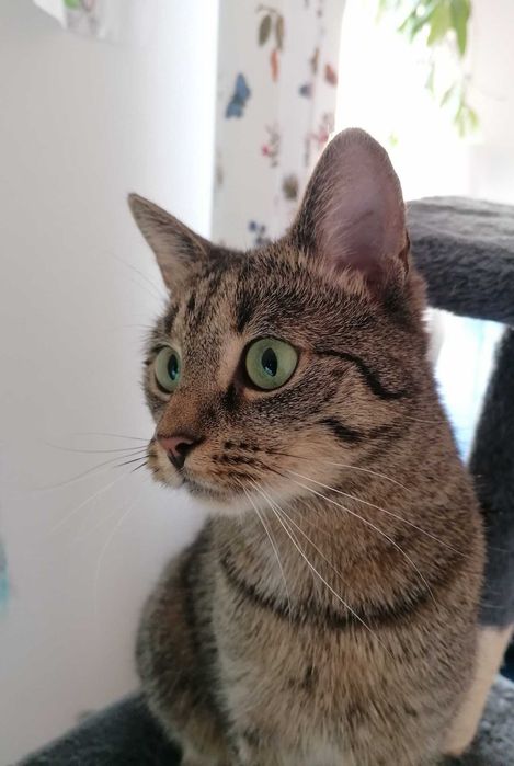 Misia - urocza koteczka do adopcji