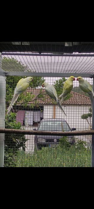 Ring Necks(40 aves de mutação disponíveis)