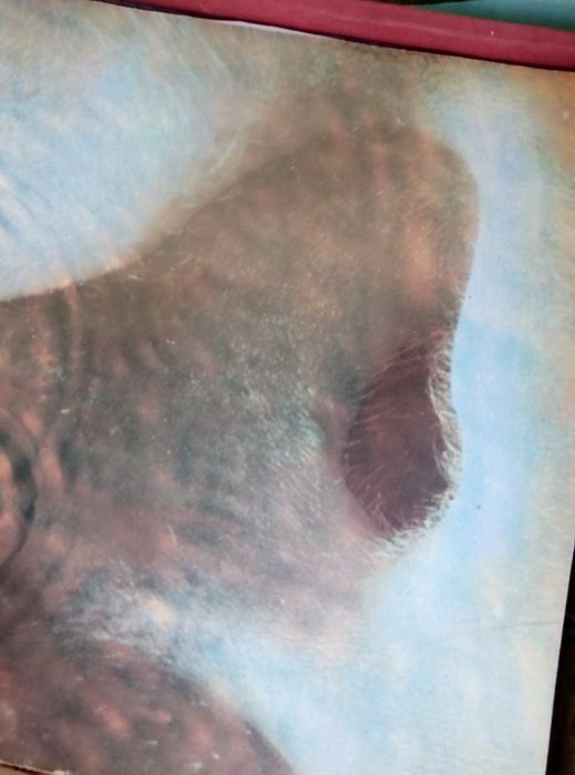 Pink Floyd meddle 1971 vinil