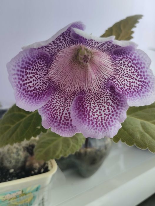 Глоксинія фіолетова срочно