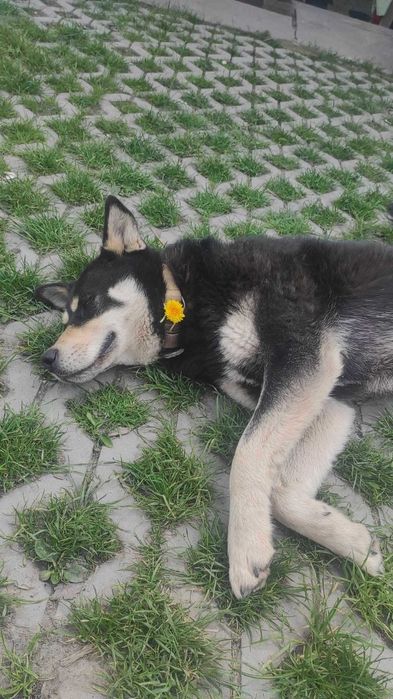 Zaginął pies w typie Husky