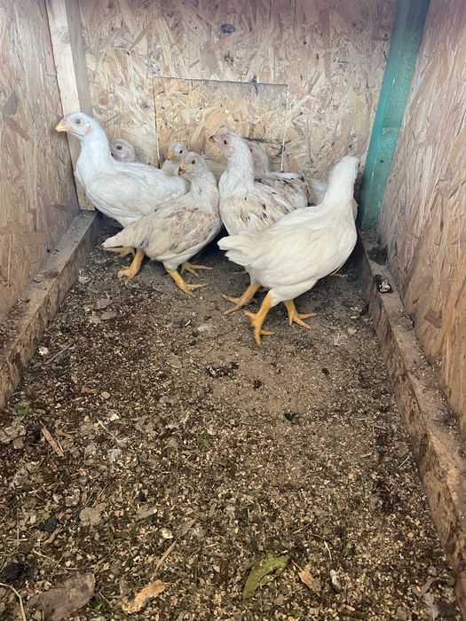 Продам когутів  13 місяці