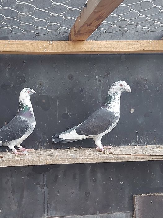 Sprzedam parę Staropolskich