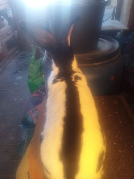 Piękna samica srokacza olbrzymiego niemieckiego.