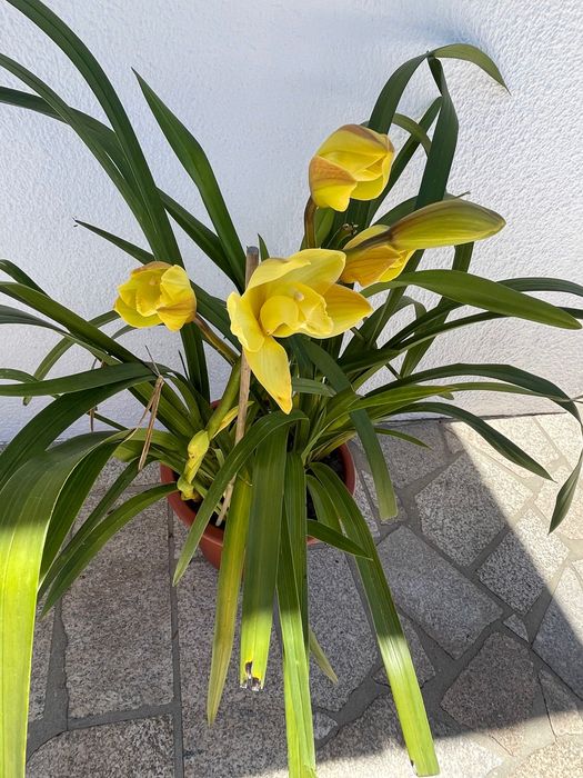 Orquídea  para venda