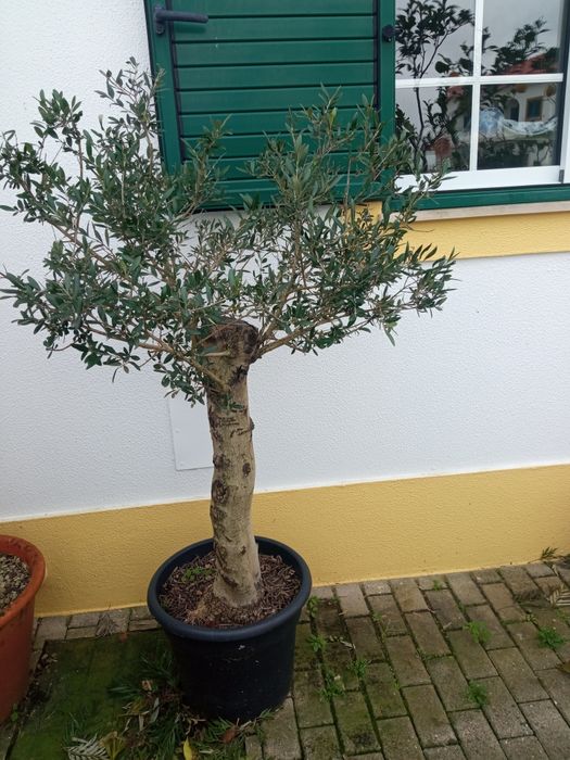 Oliveiras de jardim