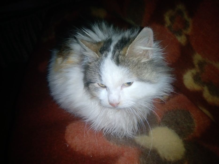 Кошака обнимака кот в хорошие руки