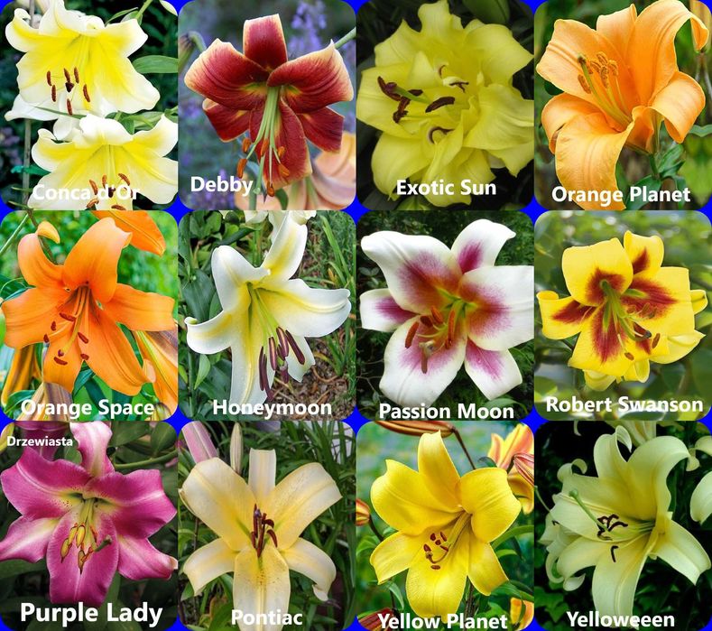 lilie drzewiaste 12 cebul za 47,88 zł