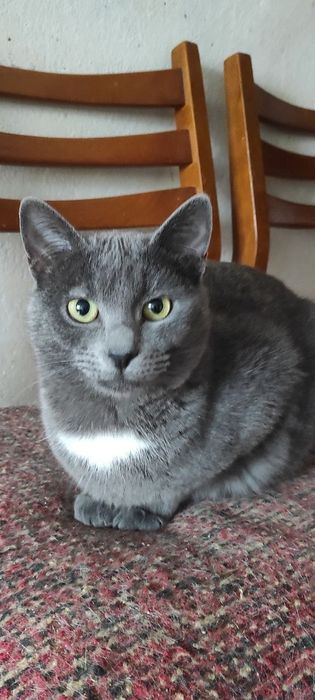 Котики и кошечки