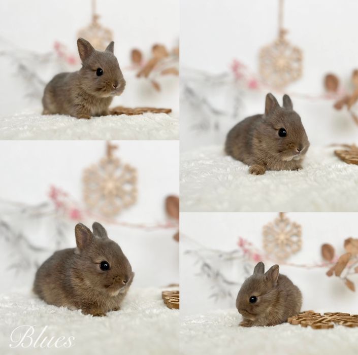 Mini kroliczki domowe Rasowe Karzełki Teddy oraz Mini lop