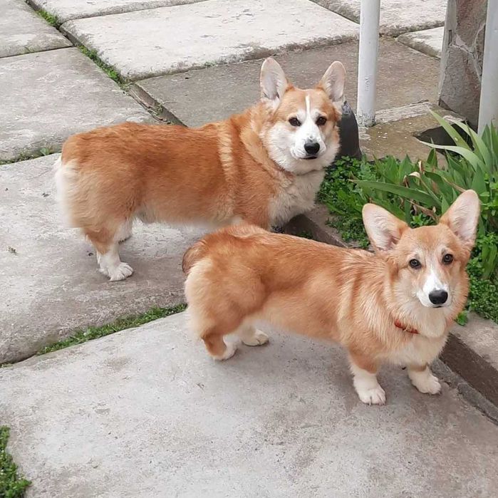 Подрощенная сука вельш корги пемброк.