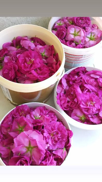 Варення з троянди (рожі)